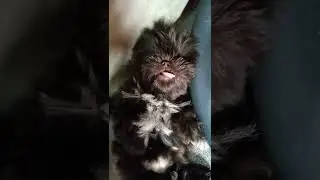 DONT EVER DISTURB ME🤭😍ZZZzzz🤣@maxieesjourneyt.v9487