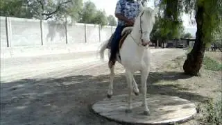 Caballo 