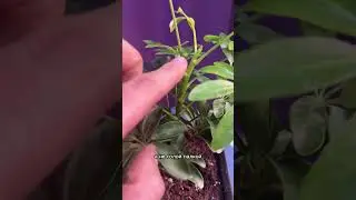 Лайфхак! Сделайте так с шефлерой и она будет пышным кустом, а не голой палкой!