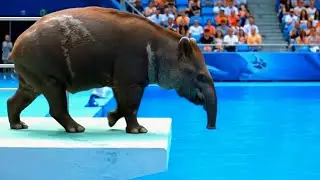 Animal Olympics | Springboard Event | who will win ? | Animal Diving Olympics 🏅