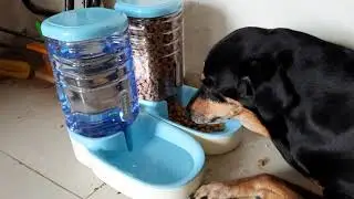 Best food and water dispenser for dogs from Amazon. Buying link in the video description.