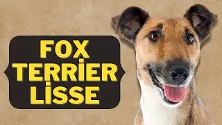 Caractéristiques De La Race De Fox Terrier Lisse 🐾
