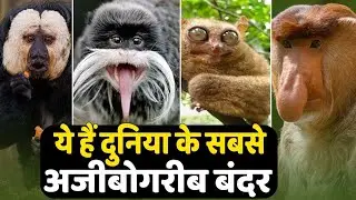 दुनिया के सबसे अनोखे बंदर  | Rarest Monkeys in the World | दुनिया के सबसे दुर्लभ बंदरों की प्रजाति|