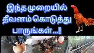நாட்டுக்கோழி பண்ணை அடர்  தீவனம் செய்யும் முறை #nattukozhi #feedmanagement #poultry #poultryfarming 