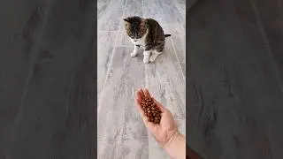 Reverse Cat Magic 🟡💛 Satisfying Video #shorts #cat