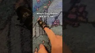 Which of My Stag Beetle Will BITE Me? #beetle #bug #insect #stagbeetle #usa #pets
