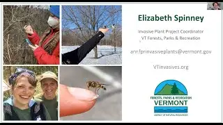 Phenology of Terrestrial Invasives