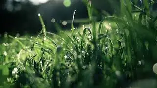 Music to relax your mind. Sleep music. Meditation music.