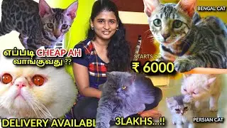 EXOTIC PERSIAN CATS LEOPARD CAT for Sale| Cheapest Price | Kittens For Sale
