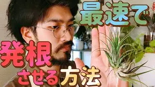 ダイソーのエアプランツを発根させる３つの方法【自宅園芸ガーデニング】
