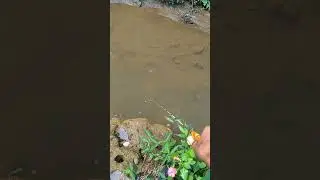 Mancing wader babon diselokan #microfishing #mancing wader #joransuperlentur #JoranWBMI