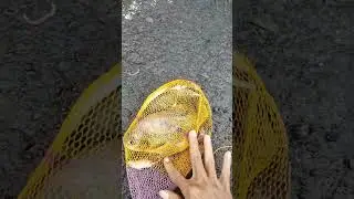 Get Lots of Fish From Fishing in the Ditch #fishing #shotrs #viral #fishinglife