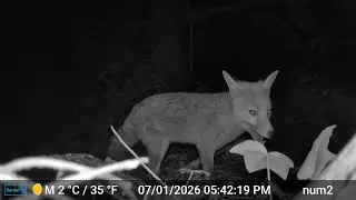 Clear night cam fox footage 