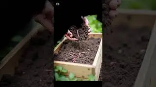  Earthworm |  کیچوے کی زندگی اور موسم برسات #earthworm #kidslearning Story #information #educational