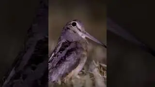 1 HOUR OF MEEP... MEEP... (American Woodcock)