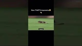 Smart german shepherd #funnypetvideos #petlovers #germanshepherd