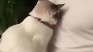 Это необычный просто супер 🐈🐕🐅