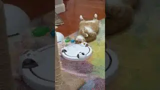 Lazy orange cat