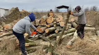 🌳🌳🌳🌳🌳