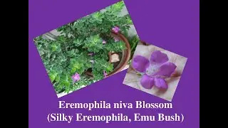 Eremophila nivea -  Emu Bush (Silky Eremophila) Threatened Flora (Declared Rare Flora &mdash; Extant)
