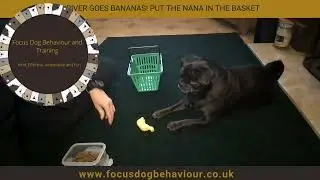 River The Jug Goes Bananas! Small dog, Big Skills!