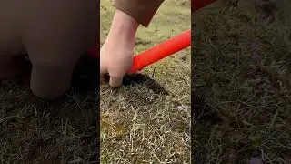 Digging Chinese Caterpillar Fungus !