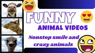 Funny animals Hub, 😄😢🤣funny videos, funny animals life, 😄😆🤣funny animals, animals funny 😄😆🤣