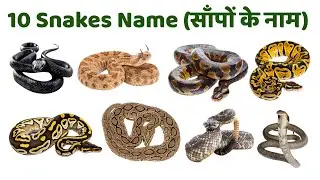 &ldquo;Snakes Name for Kids | Learn Snake Names in Hindi & English&rdquo;