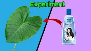 Taro Root Leaf VS Oil EXPERIMENT!