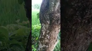 Tree bark texture with a drizzly vibe #videoshort #nature #tree