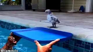 Flotation Device
