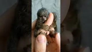 #fingerlings IRL #funnyvideo #animal #happy #2023 #funnyanimals #monkey #cat #cartoon #amazing