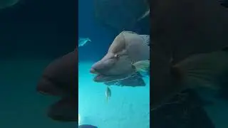 Hogfish Looks Prehistoric