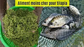L'azolla peut réduire le coût de l'alimentation des tilapias