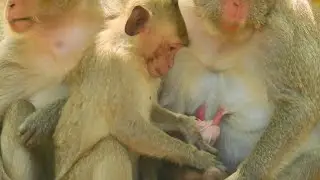 Stop drink! These my milk! Janet disturb baby Janna drink milk, baby Janna cry | Janna baby monkey