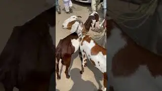 Beautiful Goat #Shorts | Janwar Official | Janwar tiktok | Goat kids | Bakra 2022