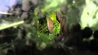 Spawn to toadpole to toadlet metamorphosis V4