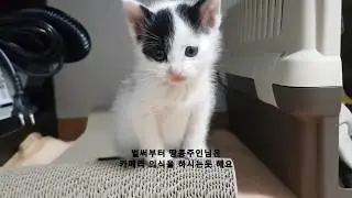 너는 잼집사 나는 박땅콩 i m your master. mr.jam butler(feat.아기고양이 땅콩)