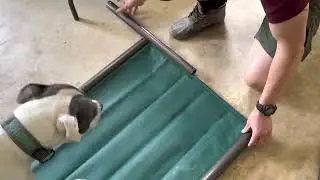 Kuranda pet bed VS Coolaroo