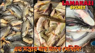 আজ লামাকাজী মাছের আড়তে গিয়ে চমকে গেলাম 😱 এত সস্তায় মাছ আগে দেখিনি | Lamakazi Fish Market