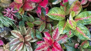 permanent scented flower plants for home/girishprasadnanda