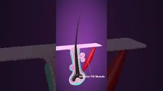 How we get Goose Bumps - Piloerection 3D Animation - Arrector Pili Muscle #anatomy #biology #science