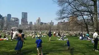 The Great LAWN, Central Park New York