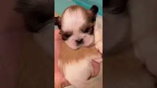 #adorable #pet #pets #ai #funny #fun #cute #interestin.#cuteanimals #funnyvideo #funnyvideo #love