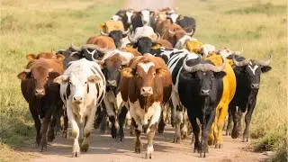 Buffaloes and cows graze on the golden grass field- The sound of cows mooing - Video buffaloes, cows
