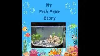 My Fish tank journey up till now