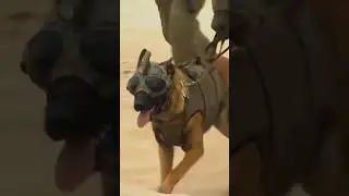 Cachorro Militar