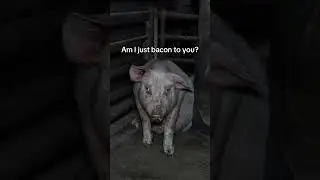 The video in my bio will make you go vegan