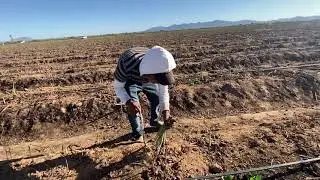 As&iacute; se cosecha el esp&aacute;rrago en Caborca Sonora