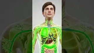 What Happens Inside Your Body When You Eat Gooseberry? (3D Anatomy)